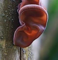 قارچ گوش ژله ای